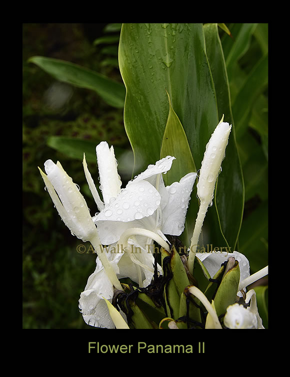 Flower Panama II